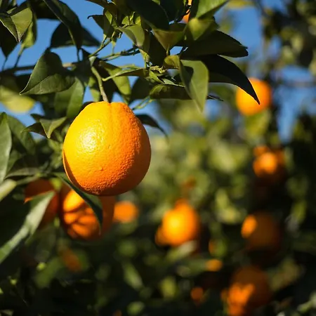 Casita Naranja Alora